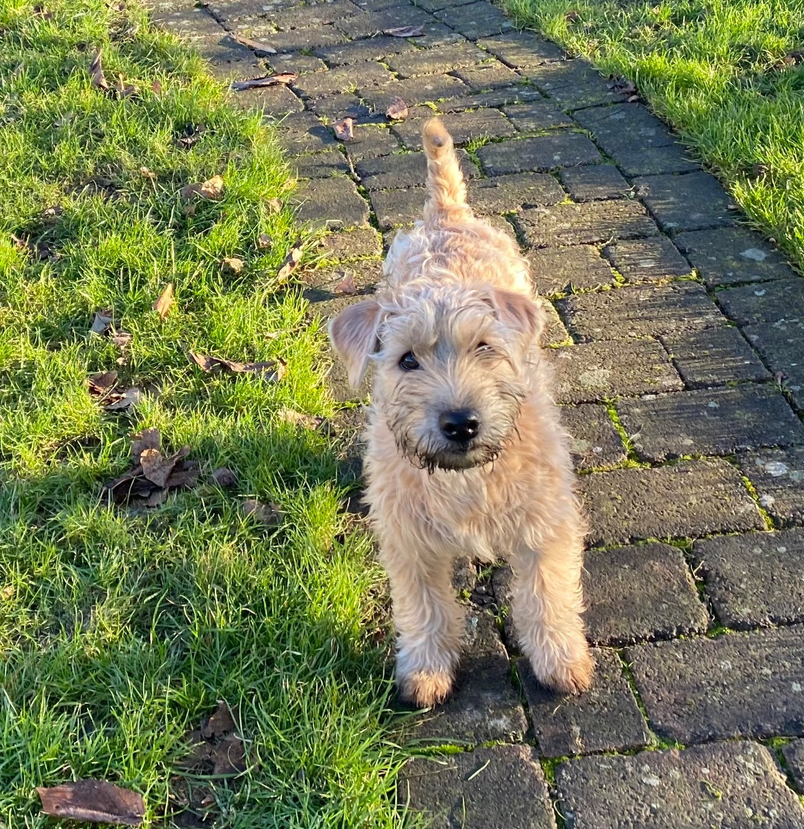 Irish Soft Coated Wheaten Terrier