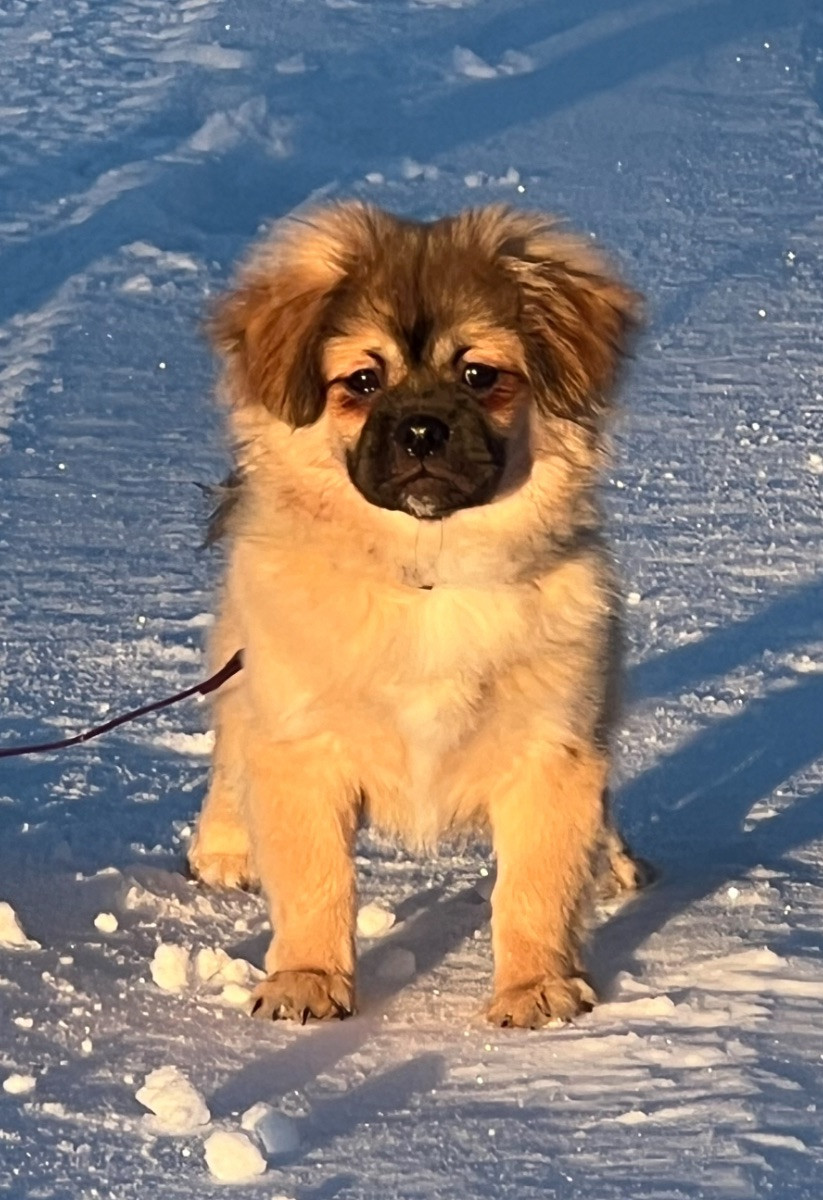 Tibetan Spaniel