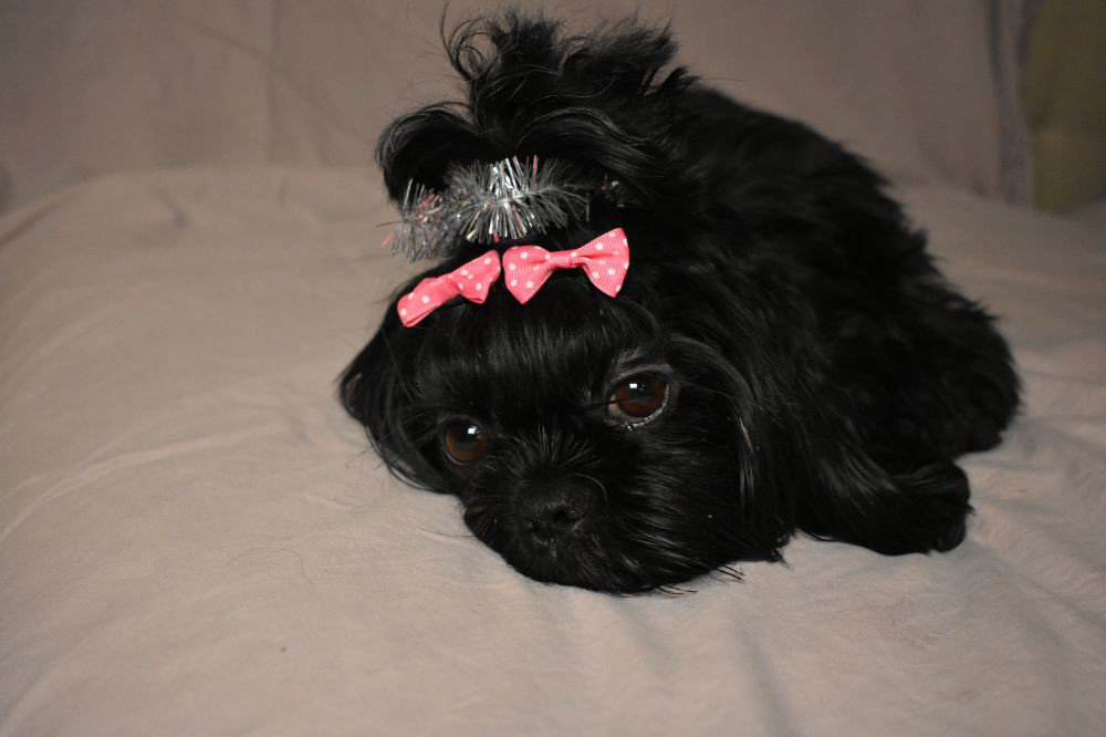 The merry shih-tzu family