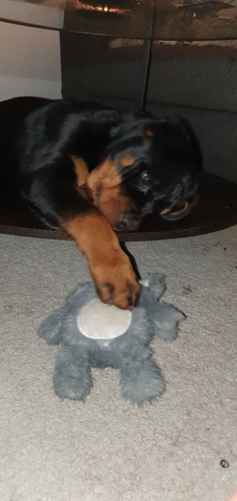 Rottweiler