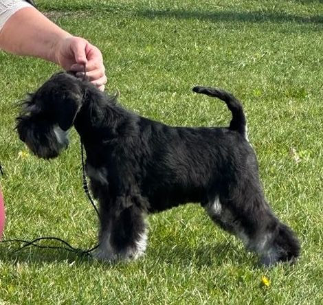 Miniature Schnauzer