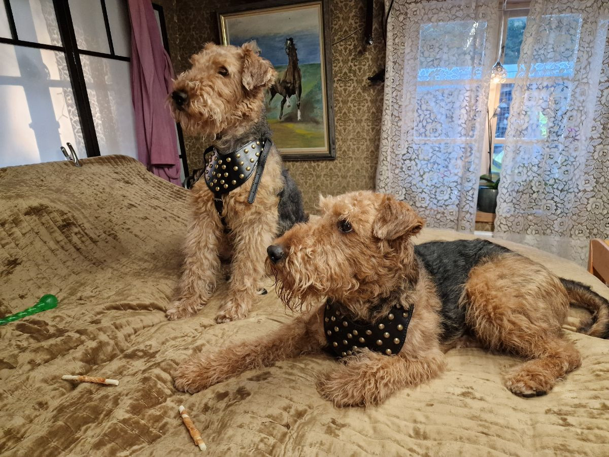 Airedale terrier