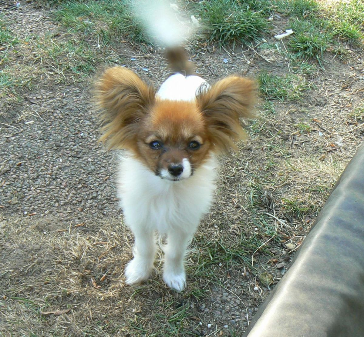 Papillon