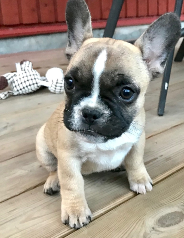 French Bulldog