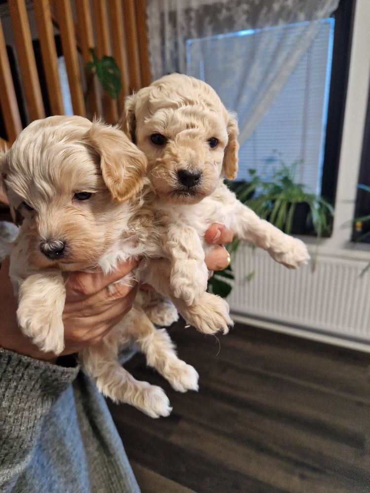 Dvärgpudel-bichon frise