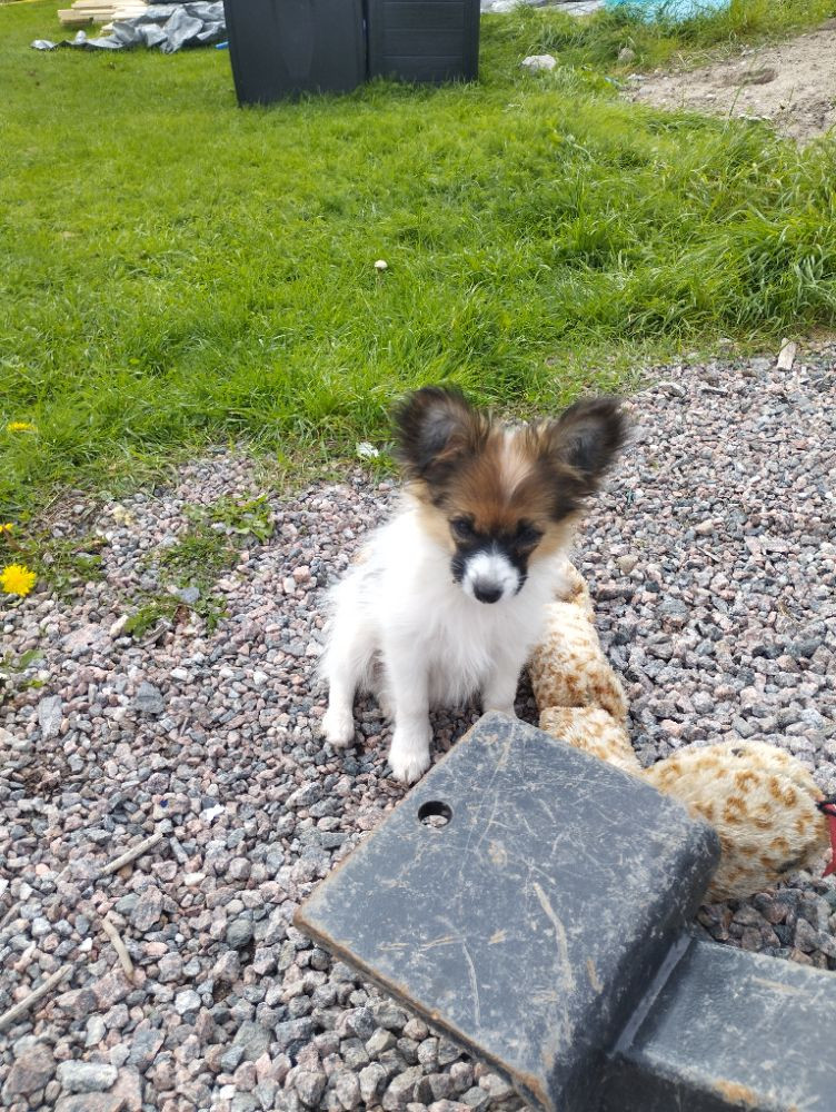 Papillon