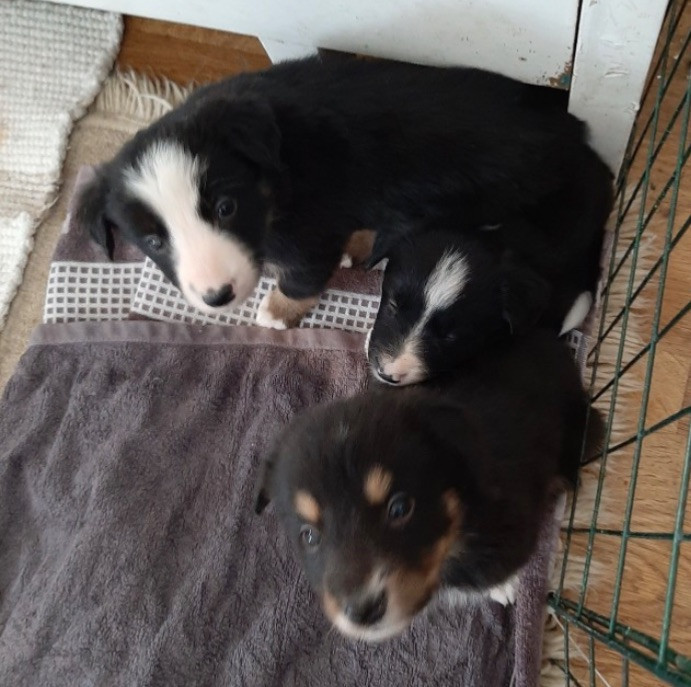 Border collie