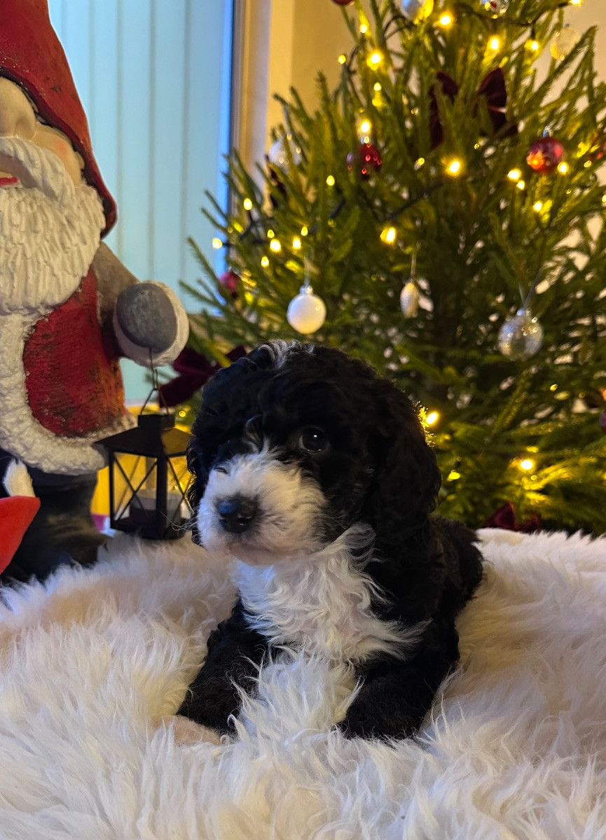 Spanish Water Dog (Perro de Agua Espanol)