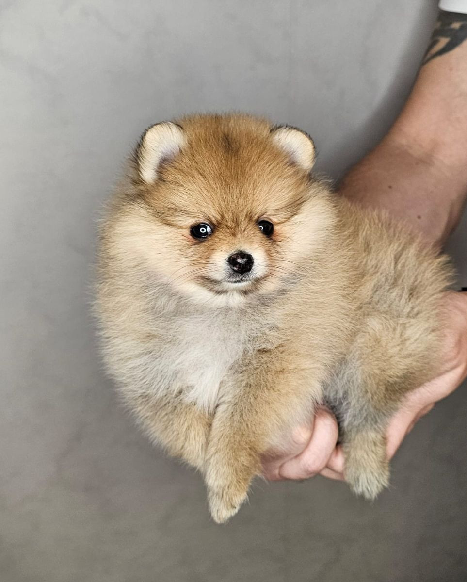 Pomeranian