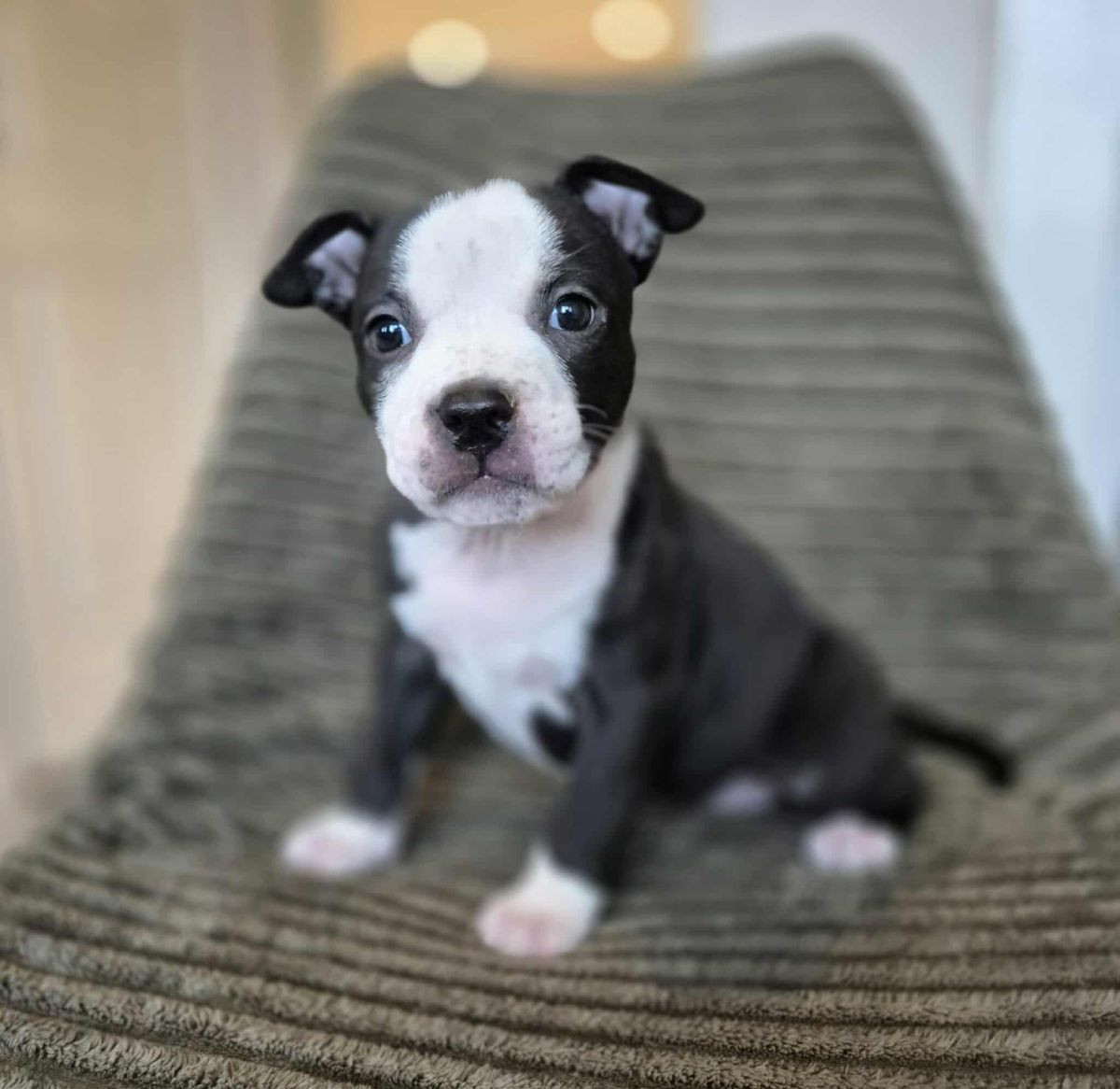 American Staffordshire Terrier