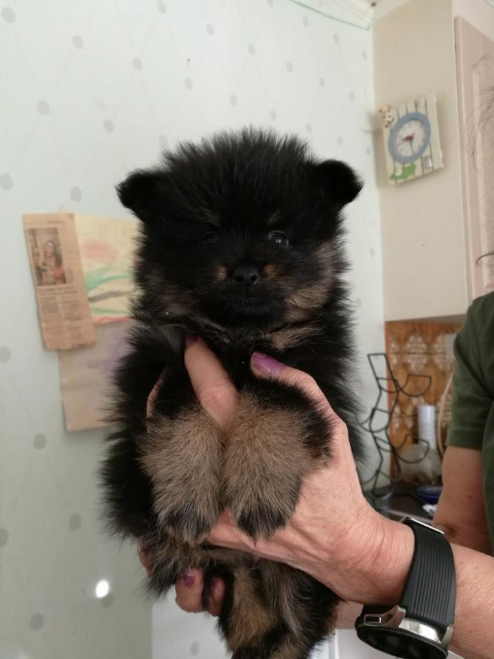 German Spitz – Kleinspitz