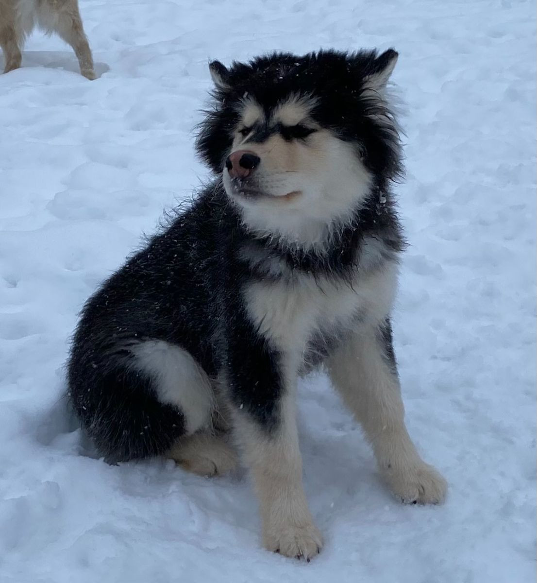Lappliisa