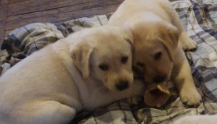 Labrador retriever