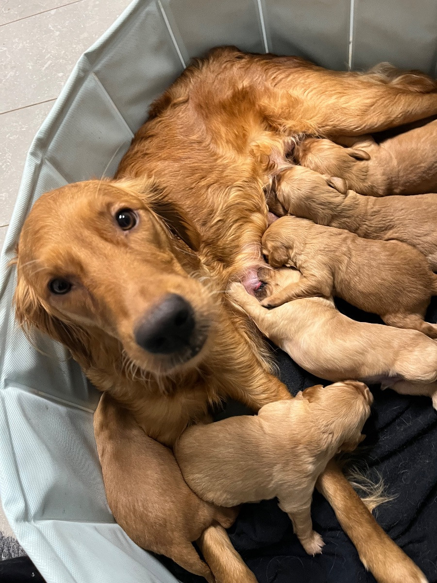 Alwaysgoldens