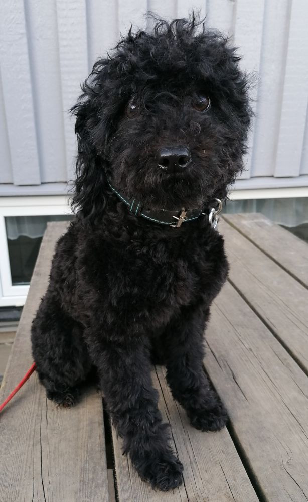 Hjortkvarns Cavapoo