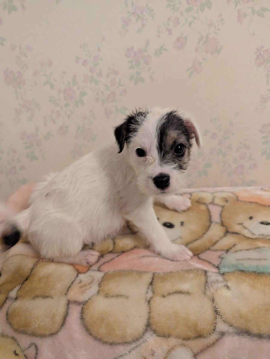 Parson Russell Terrier