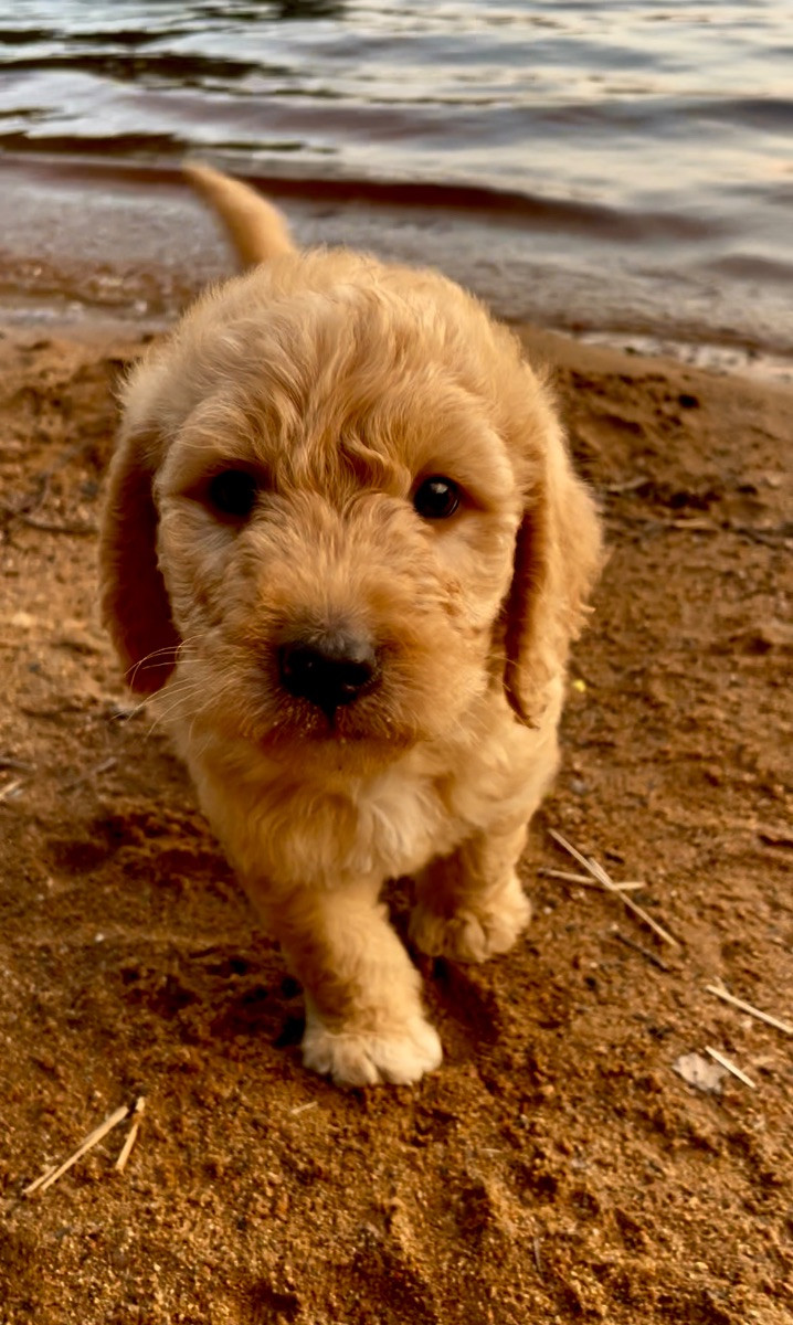 Fluffssons