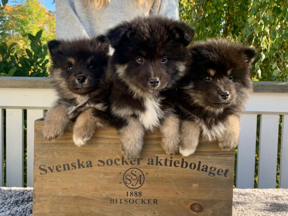 Månskimrans