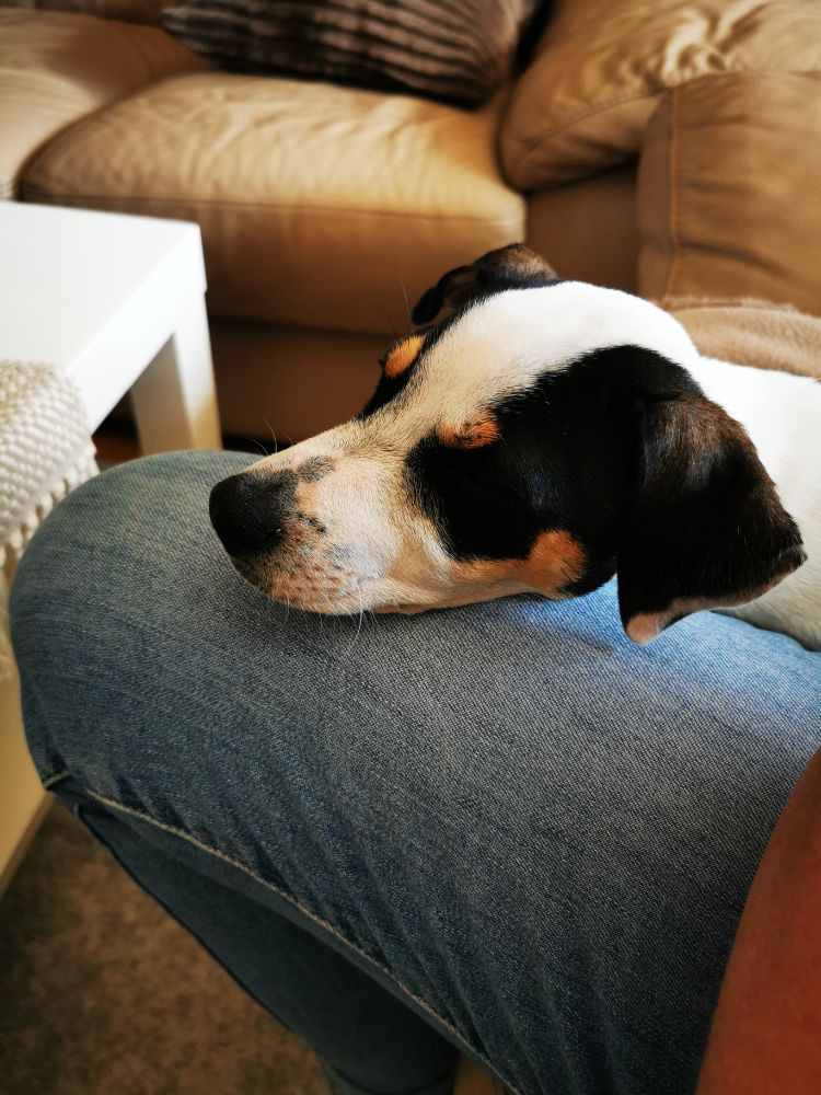 Danish Swedish Farmdog