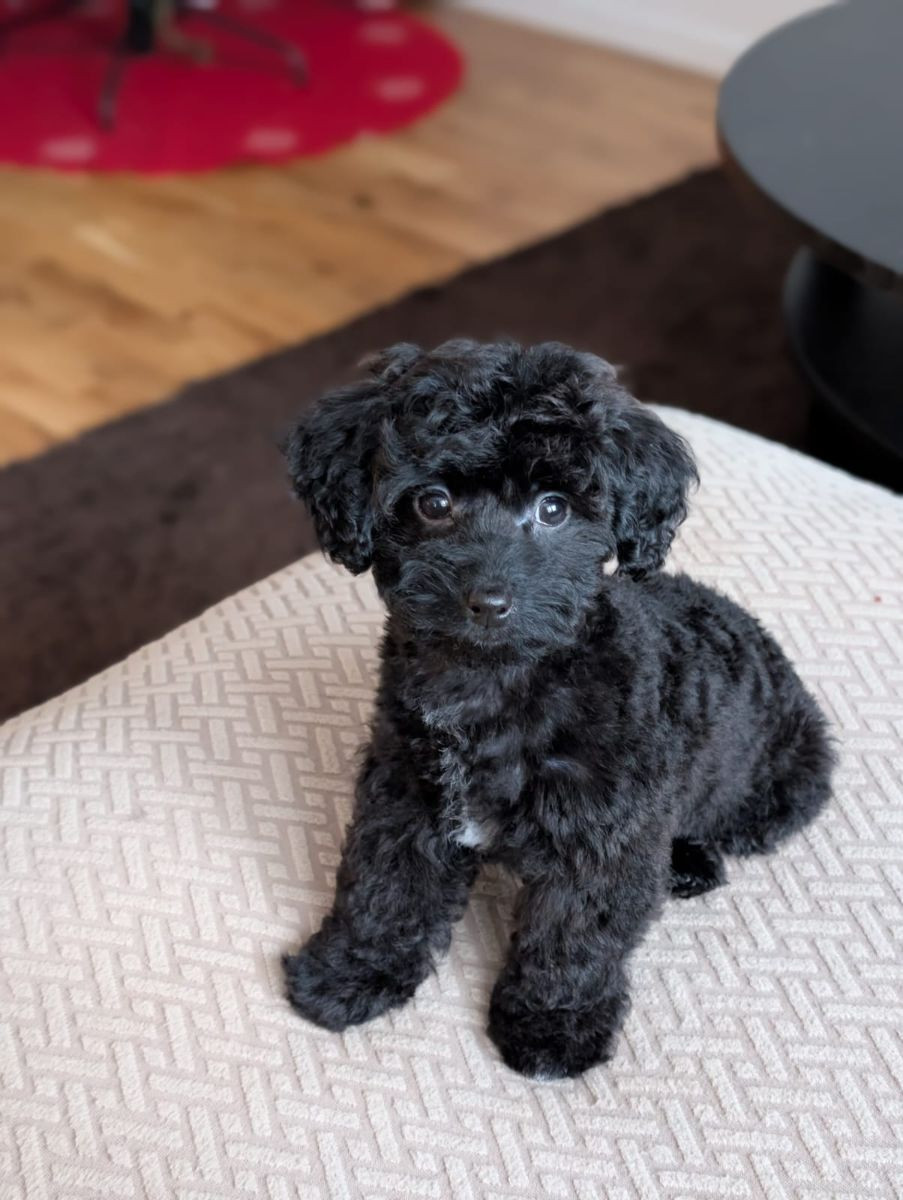 Havapoo · 2025-10-28 · Ösmo · My B.