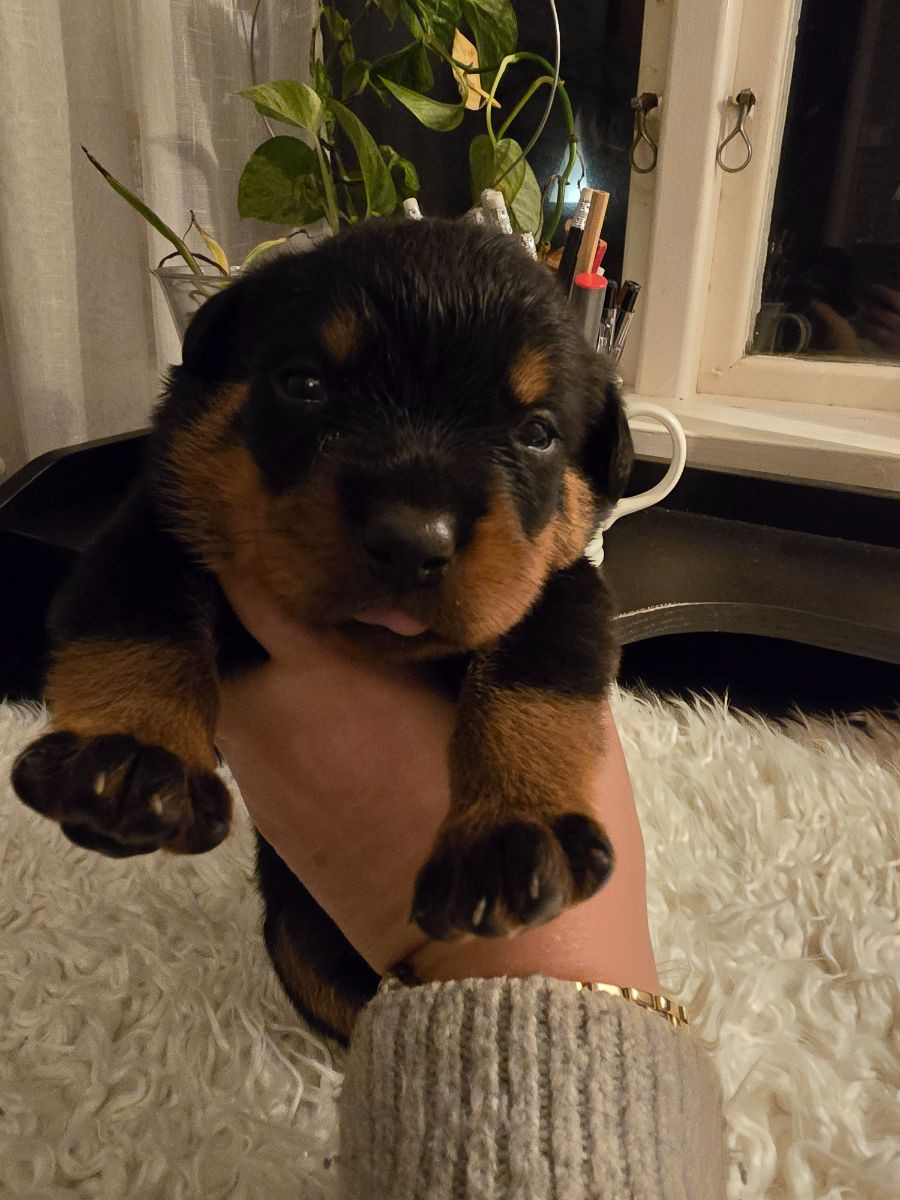Rottweiler