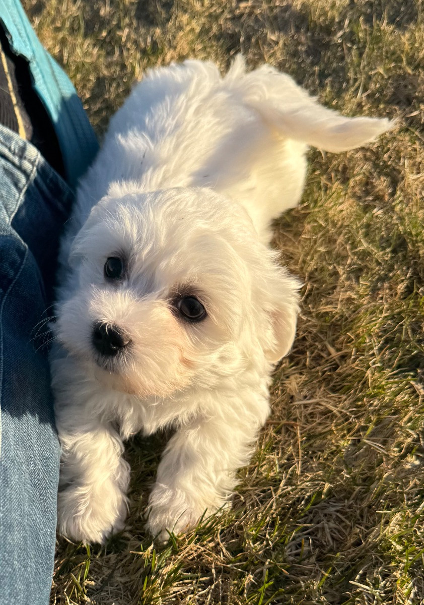 Havanese