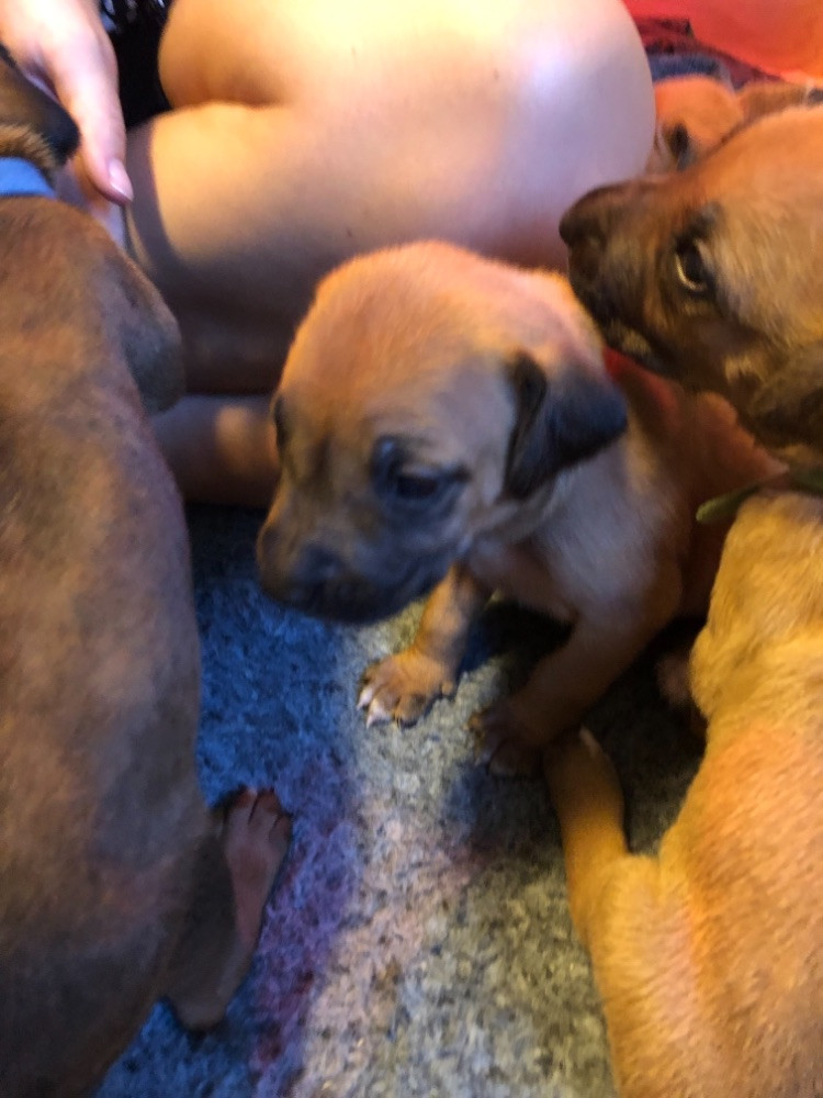 Rhodesian Ridgeback