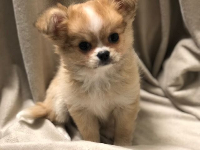 Fluffers