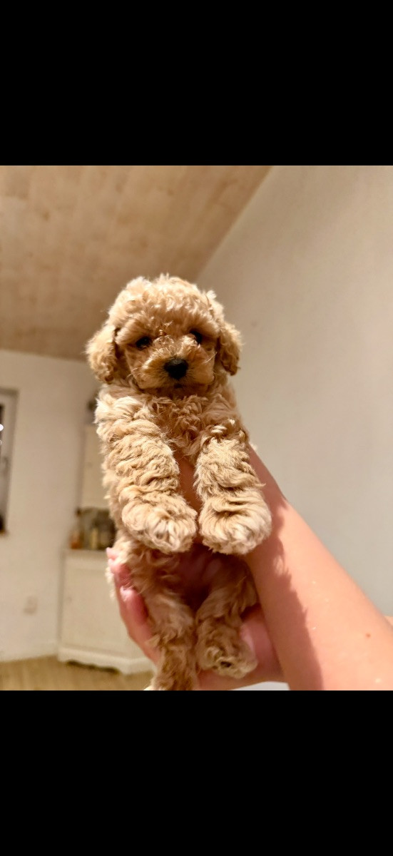 Miniature Poodle
