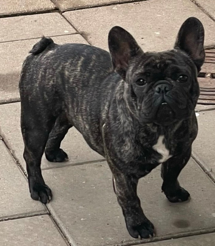 French Bulldog