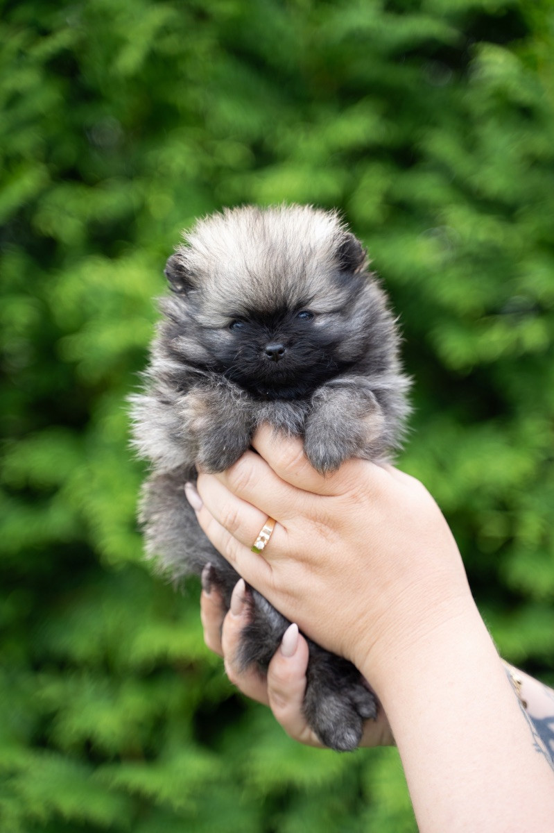 Triple L Poms