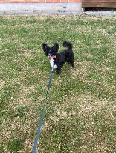 Chinese Crested Dog