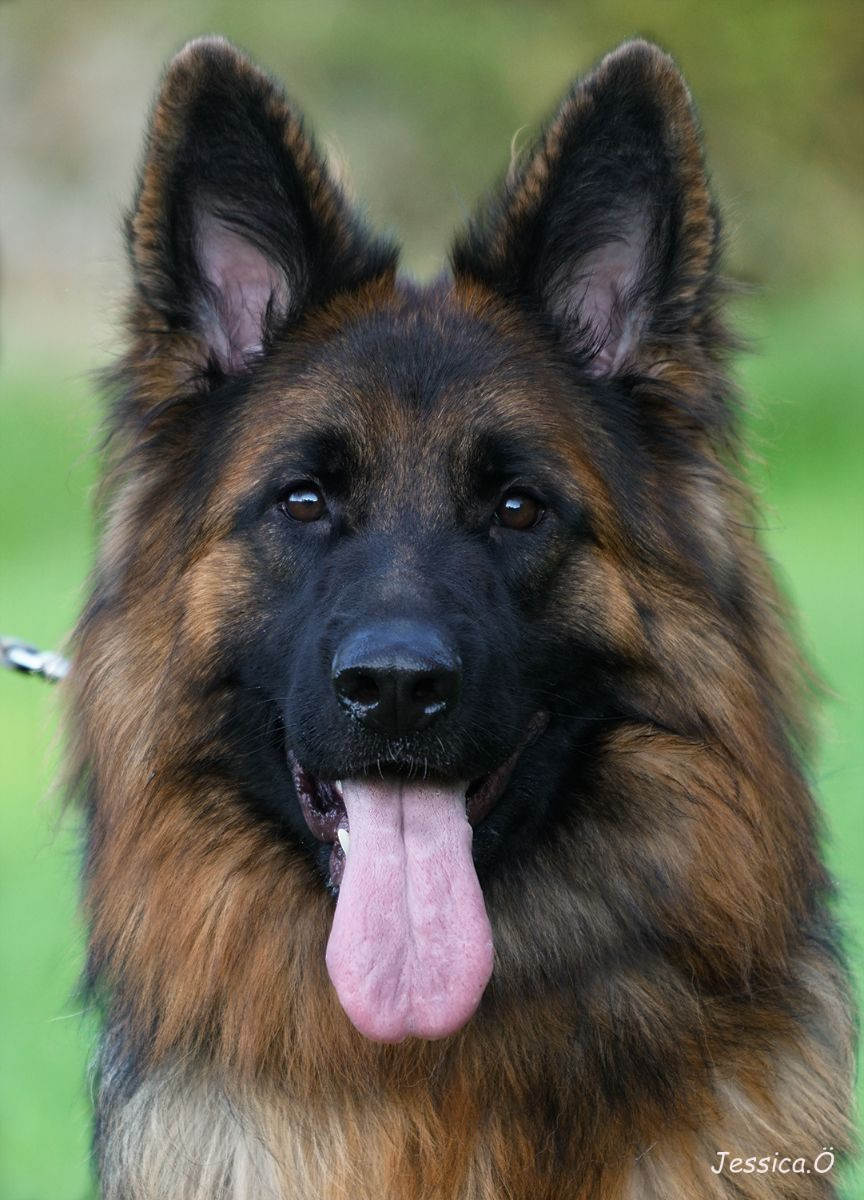 German Shepherd Dog