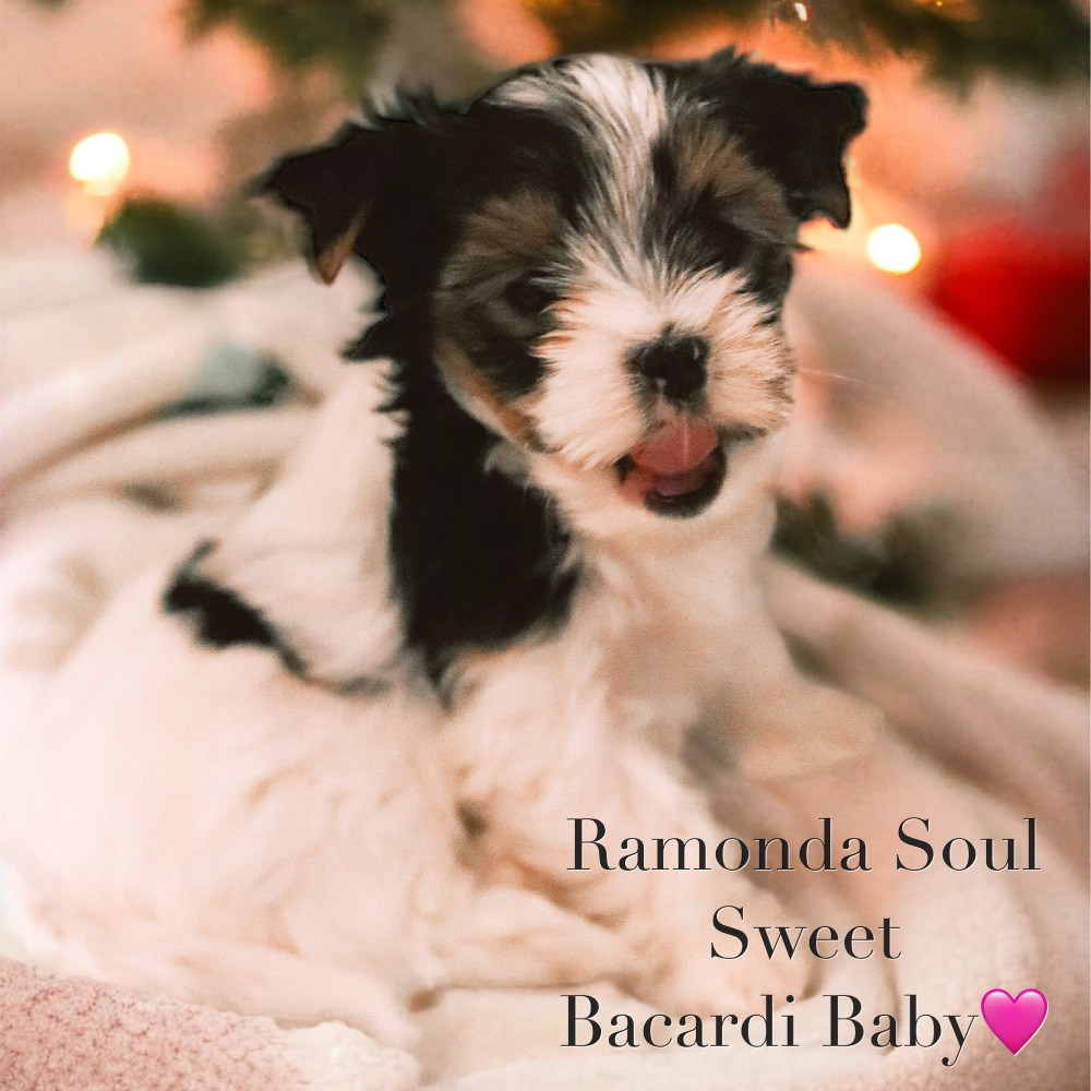 Ramonda Soul