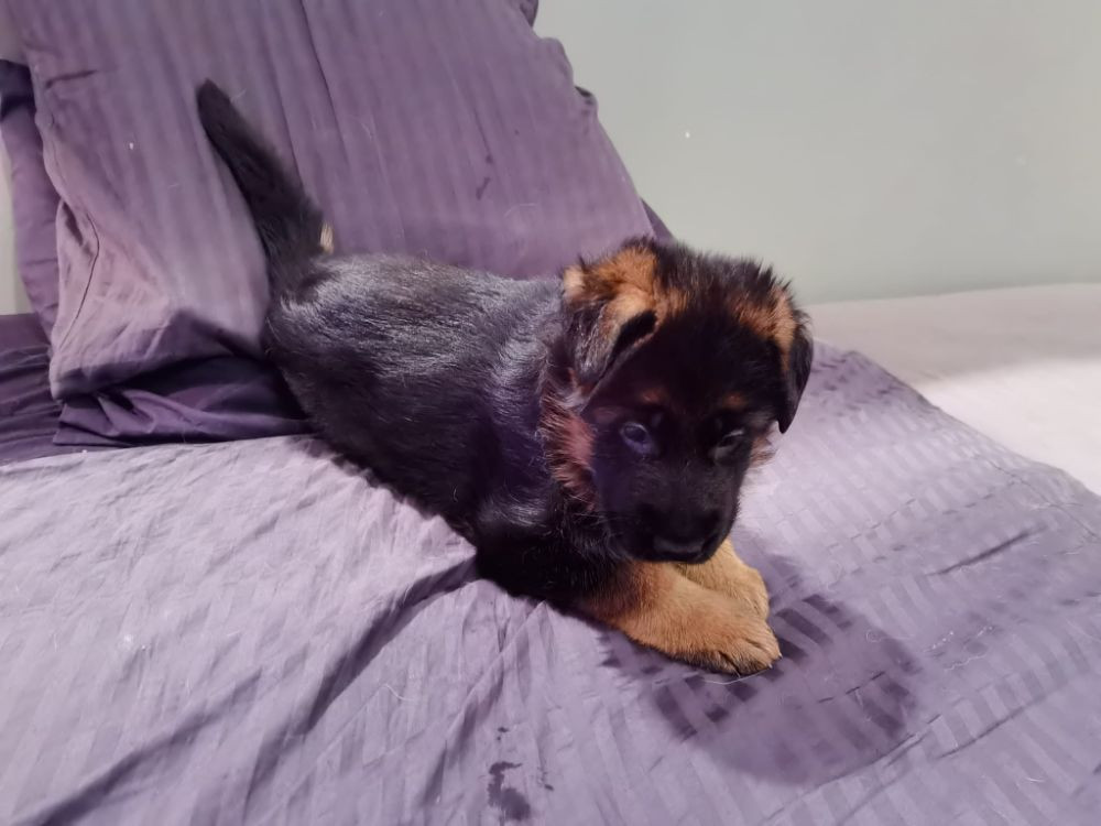 German Shepherd Dog