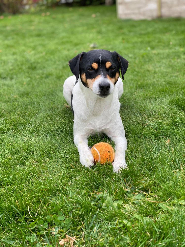 Danish Swedish Farmdog