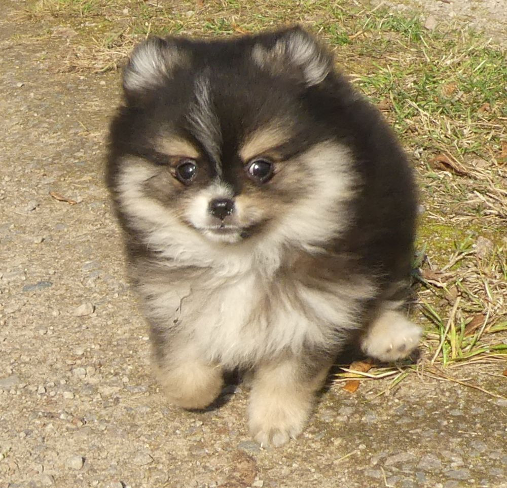 Pomeranian