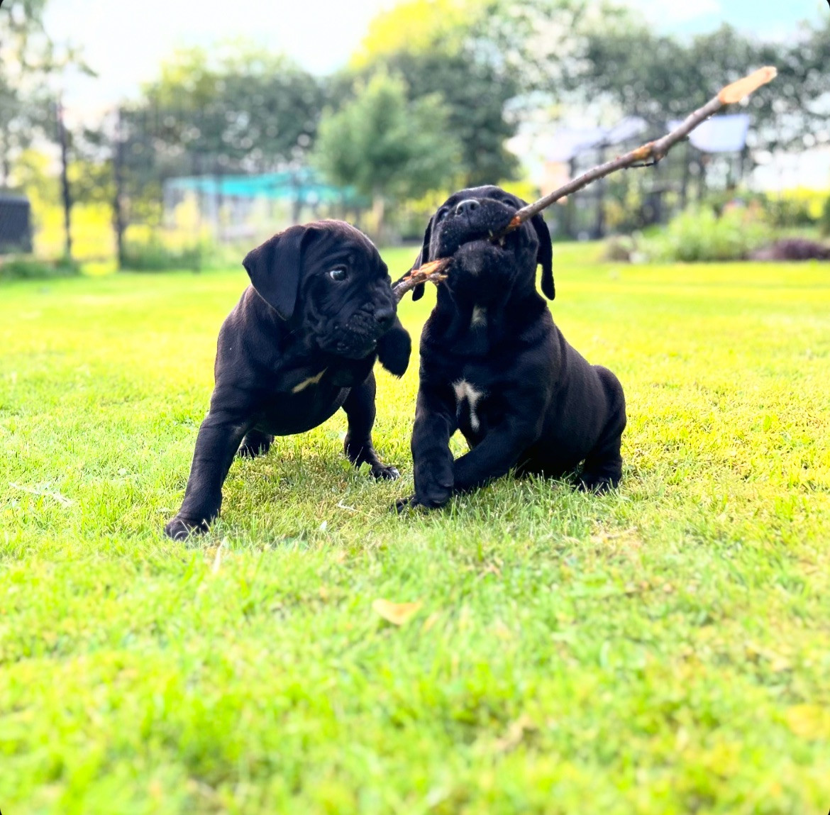 Dvärgpinscher