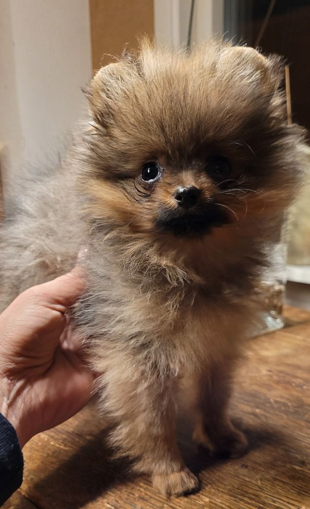 Pomeranian