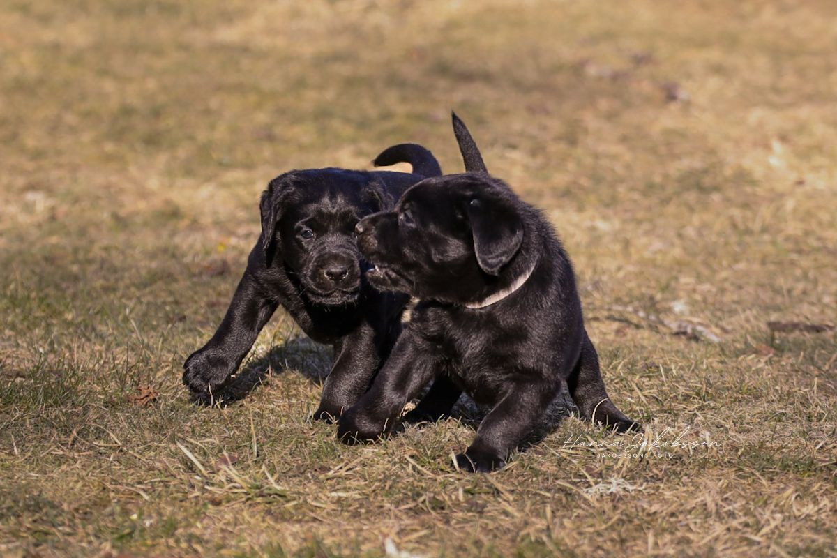 Undiques's kennel