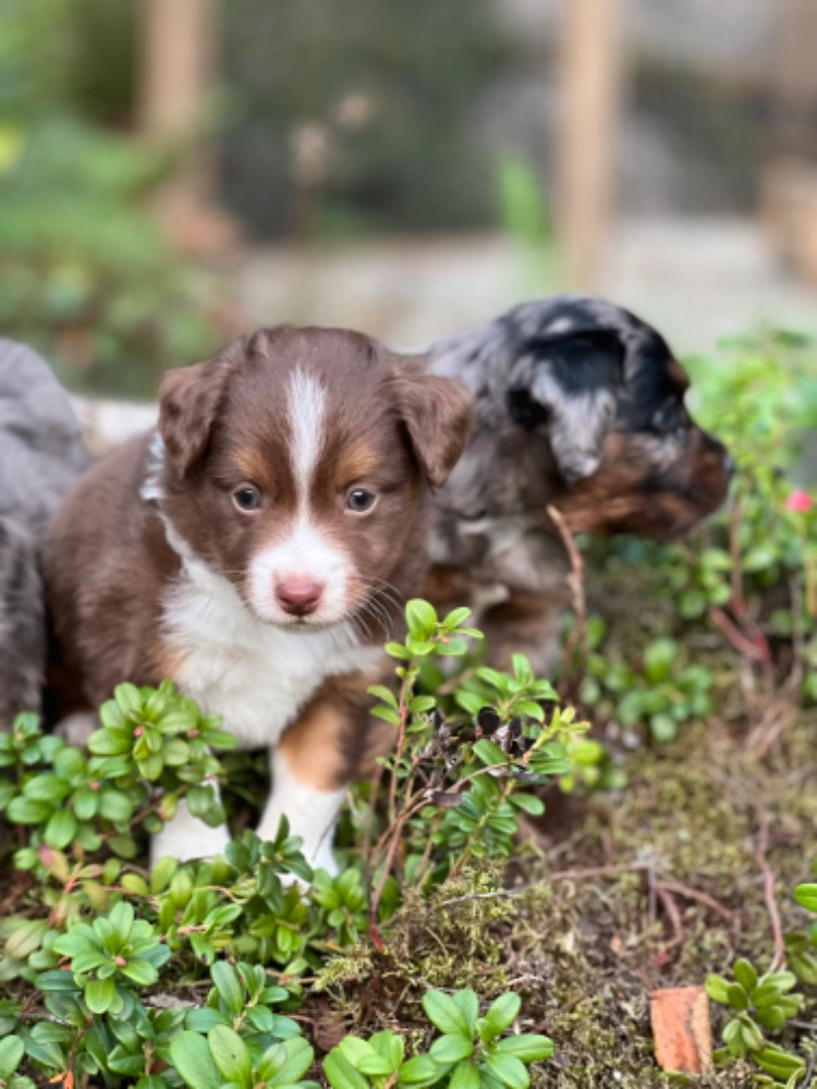 Isadoras Pudel och Cockerpoo