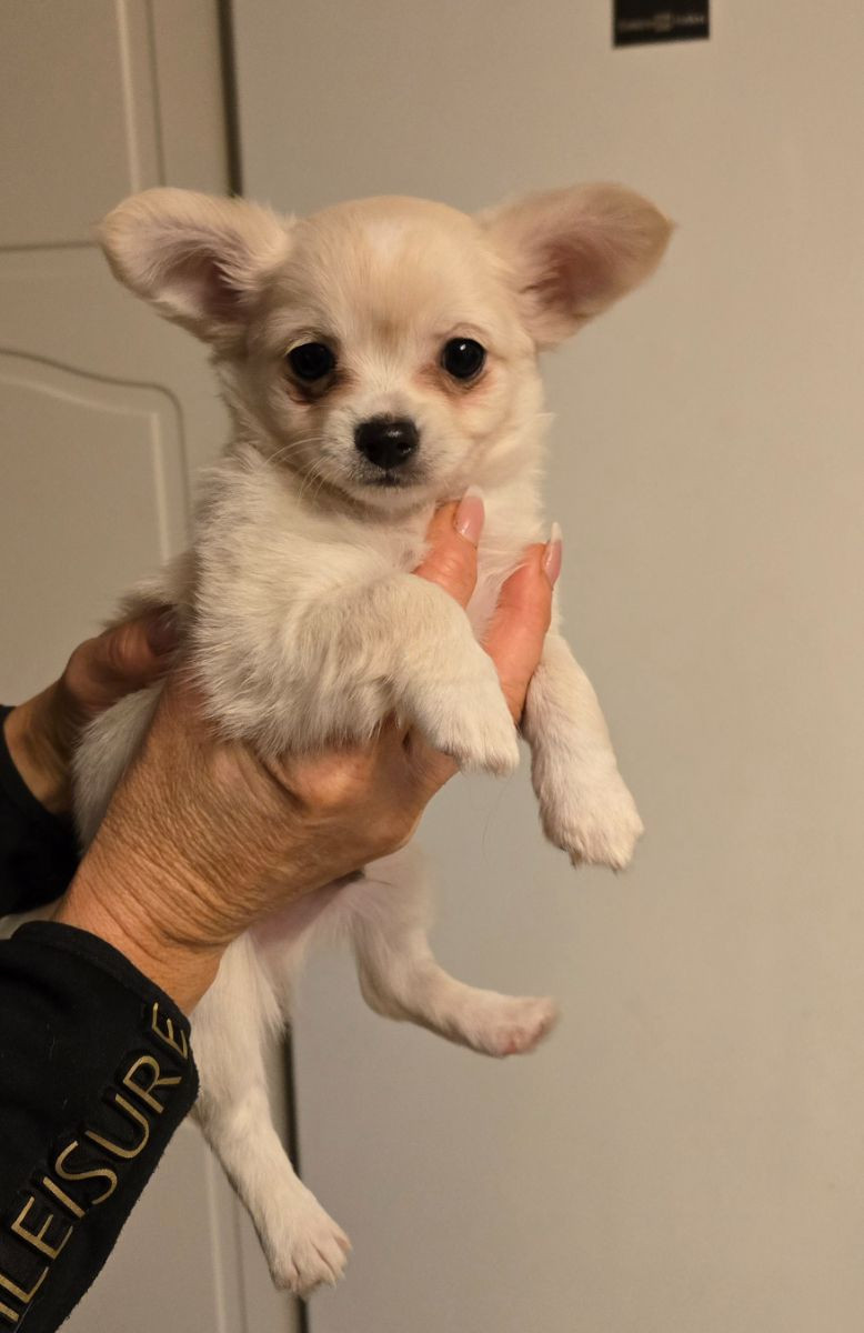 Paulas chihuahuaor