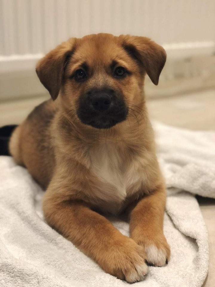 Hällefors/Australian Shepherd