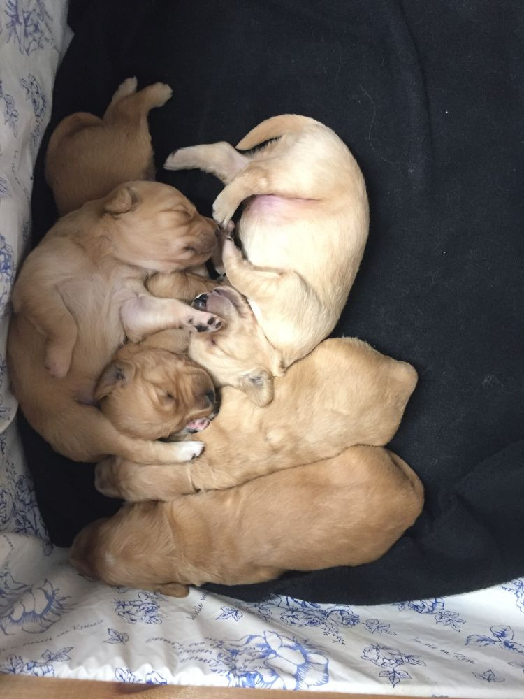 Alwaysgoldens