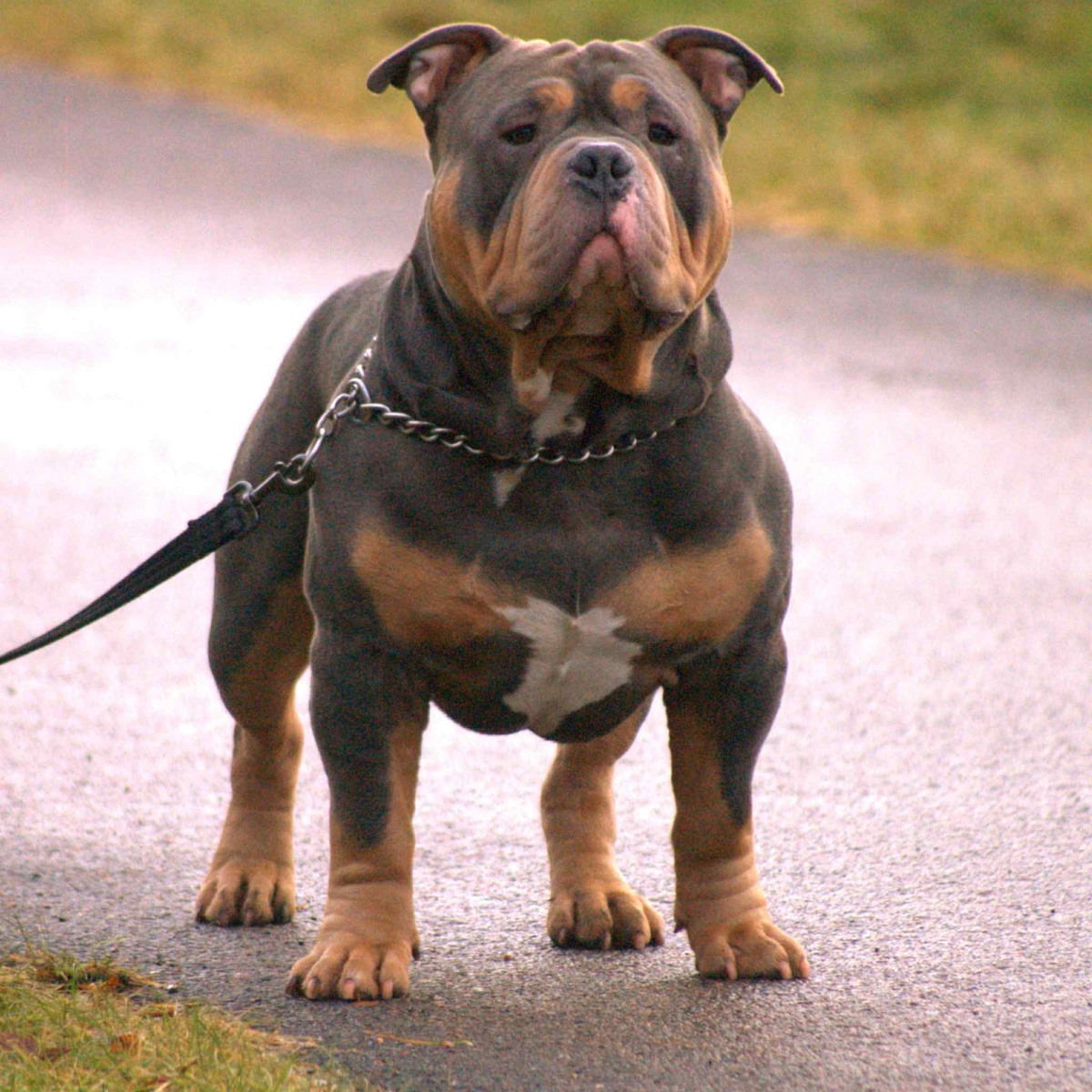American Bully · 2026-01-14 · Karlstad · Zusanna D.