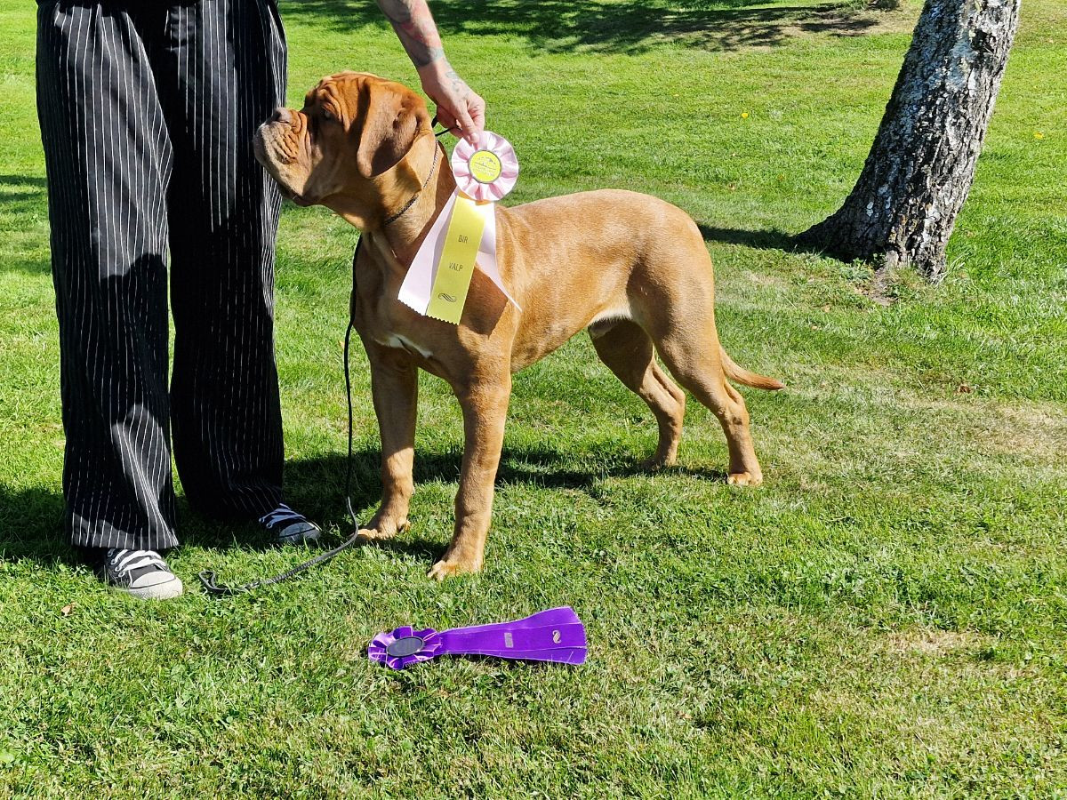 Fervens Fera I'm against it