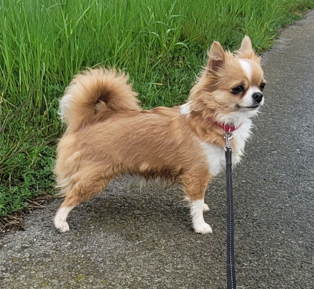 Aniara's Majestic Lady