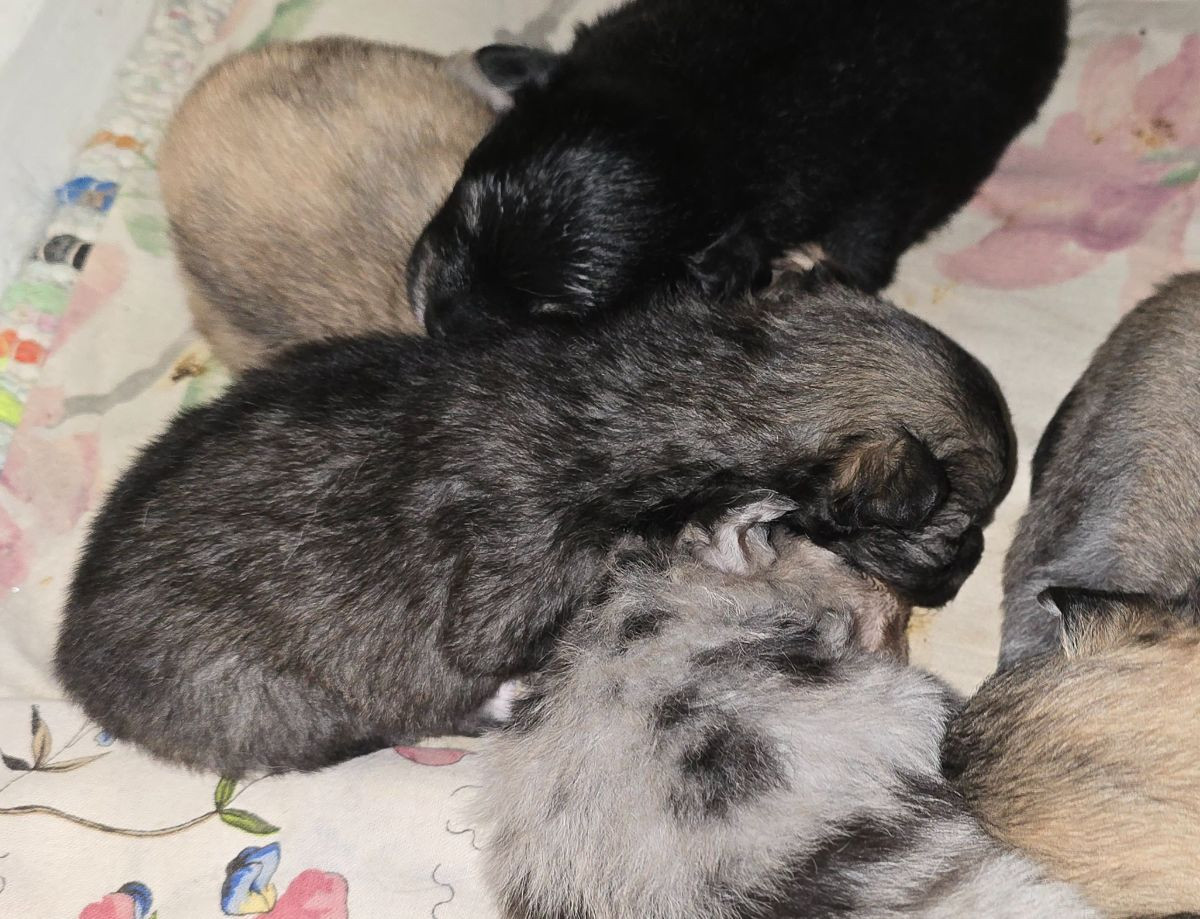 Pomeranien/chihuahua · 2025-10-28 · Vilhelmina · Nanny N.