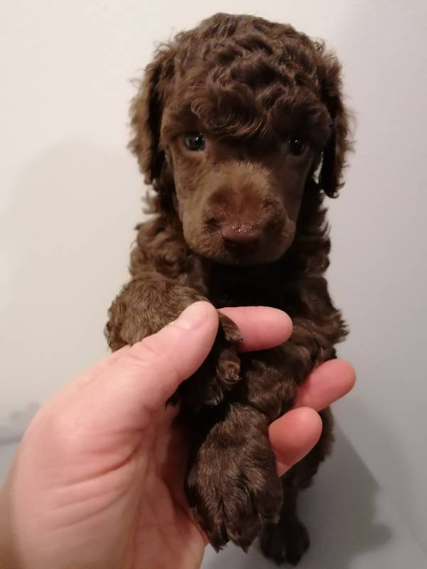 Hjortkvarns Cavapoo