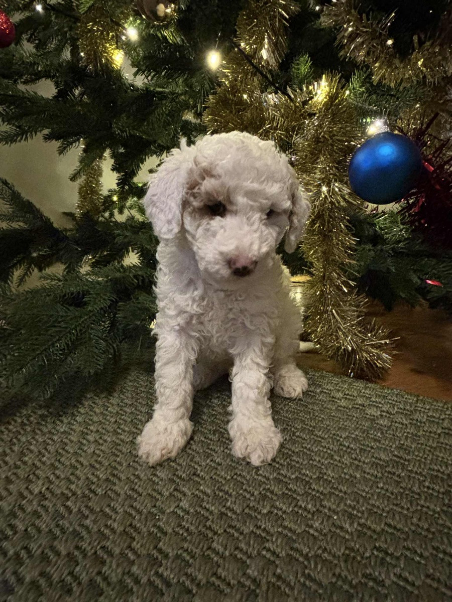 Miniature Poodle · 2025-11-16 · Vällingby · THs Tassar